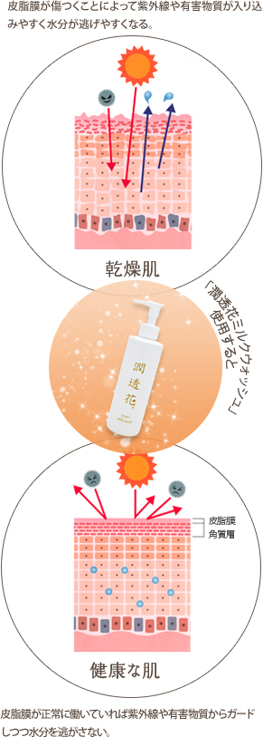 乾燥肌 皮脂膜が成城に働いていれば紫外線や有害物質からガードしつつ水分を逃がさない。 潤透花 「潤透花ミルクウォッシュ」を使用すると 皮脂膜 角質層 健康な肌 皮脂膜が傷つくことによって紫外線や有害物質が入り込みやすく水分が逃げやすくなる。